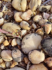 Hesperantha marlothii