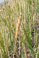 Leymus ajanensis
