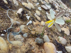 Hesperantha marlothii