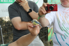 Cyanistes caeruleus