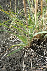 Leymus ajanensis
