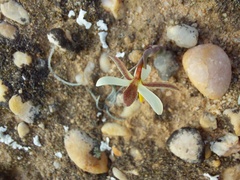 Hesperantha marlothii