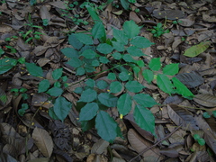 Pterocarpus indicus