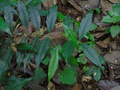 Syzygium polyanthum