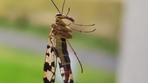 Meadow Scorpionfly photo 5