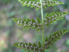Woodsia caucasica