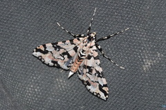 Conchylodes bryophilalis