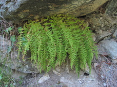 Woodsia caucasica