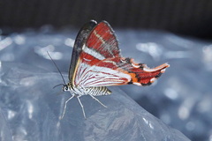 Erateina drucei