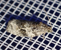 Apotomis lineana