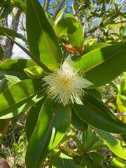 Image of Foetidia mauritiana