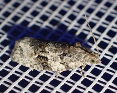 Apotomis lineana
