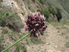 Allium fuscoviolaceum