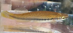 Fundulus olivaceus