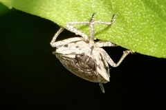 Hymenarcys nervosa