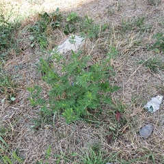 Ambrosia artemisiifolia