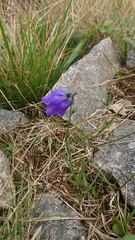Campanula bohemica