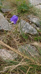 Campanula bohemica