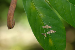 Strepsinoma croesusalis