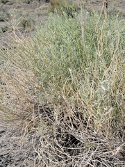 Krascheninnikovia lanata