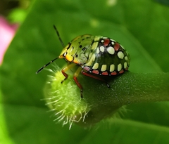 Nezara viridula