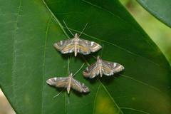 Strepsinoma croesusalis