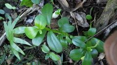 Peperomia portulacoides image