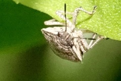Hymenarcys nervosa