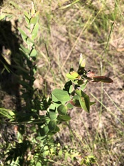 Platysace lanceolata