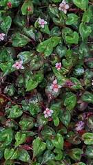 Persicaria pilushanensis