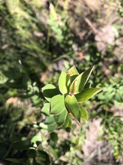 Platysace lanceolata