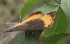 Eurytela dryope