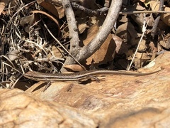 Trachylepis laevigata