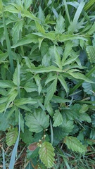 Eupatorium cannabinum