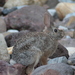 Robust Cottontail - Photo (c) Victoria Aguilar, some rights reserved (CC BY-NC), uploaded by Victoria Aguilar