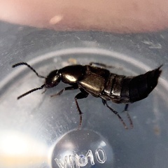 Philonthus decorus