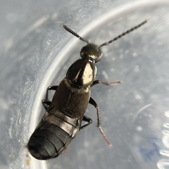 Philonthus decorus