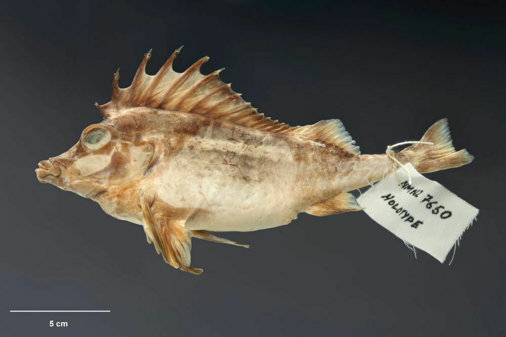 Deepsea Pigfish