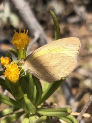 Eurema brigitta