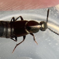 Philonthus decorus