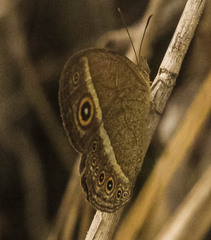 Brakefieldia perspicua
