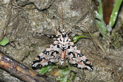 Conchylodes bryophilalis