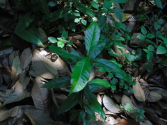 Syzygium polyanthum