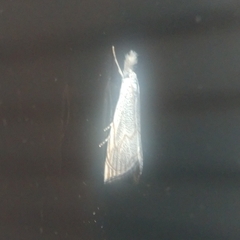 Haimbachia placidellus