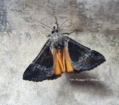Hypena trigonalis