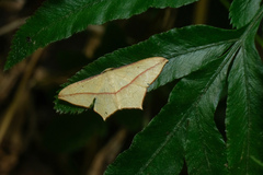 Timandra convectaria