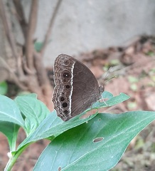 Mycalesis subdita
