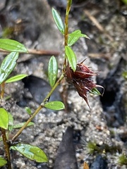 Pultenaea parrisiae