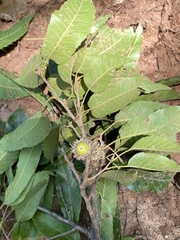Quercus acutissima