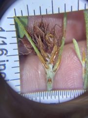 Pultenaea parrisiae